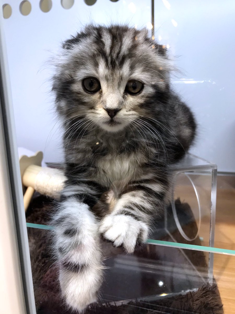 elly_lakes's tweet photo. This is for cat lovers... In Japan there is P’s First that sells beautiful puppies 😍 I discovered I have one in my neighborhood! 🐱

#ellylakes #insidejapan #livingtokyo #city #neighborhood #nakano #psfirst #cute #little #cat #blogger #follow #me #love #beautiful #japan #日本 https://t.co/1JnH6YIPq7