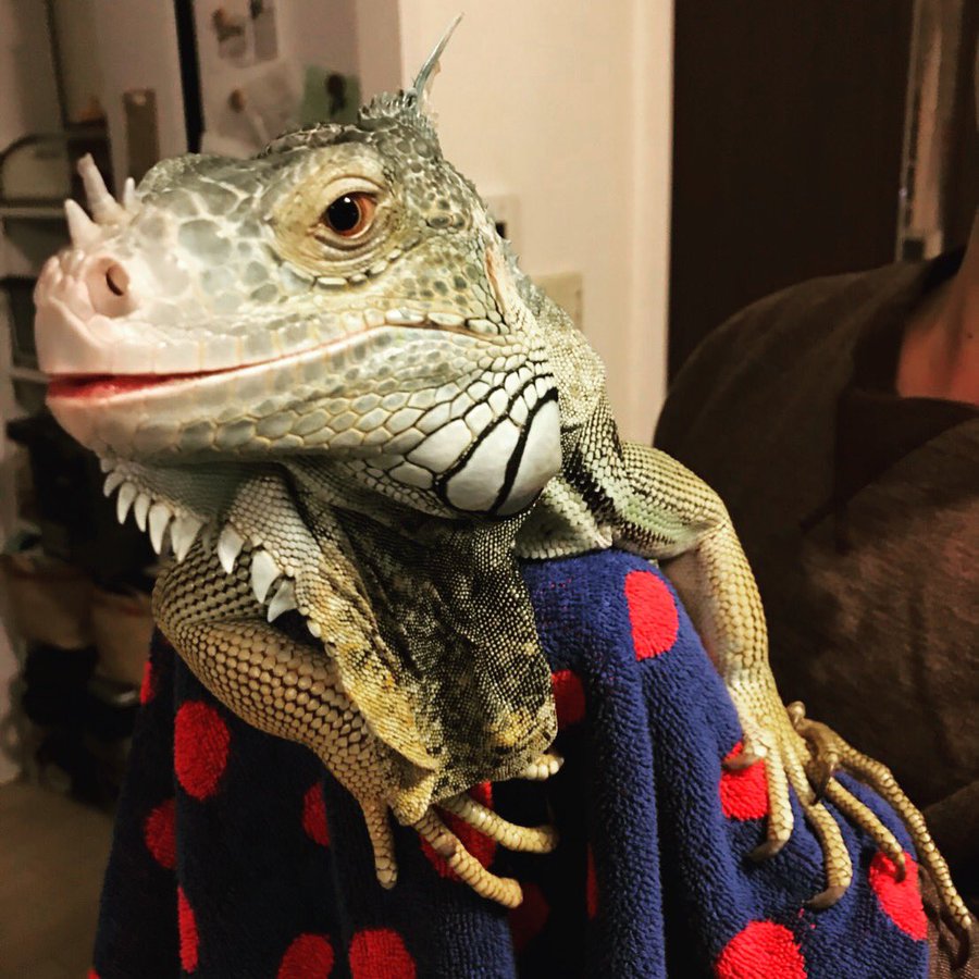 グリーンイグアナの味は まずい おいしい 値段や寿命は 画像も イマコレ 今 ホットな話題はなによ