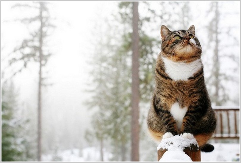 rustemzaloglu's tweet photo. Bugün #cumartesi 
Sehirde Kara bulutlar var 
Ya kar ya yağmur yagacak
Yine ıslanacağım 
Yine Üşüyeceğim ..
🥀🥀🥀🐈🐈🐈🐦🐦🐦🥀🥀 https://t.co/NdkpfC0DEx