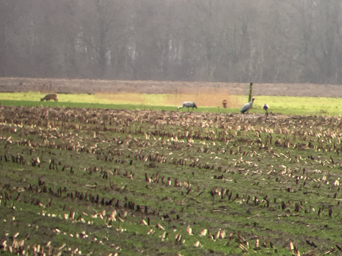 WJvanderMeer's tweet photo. Slechte iPhone/verrekijker foto, maar wel 3 #kraanvogels met 2 reeën als gezelschap #Ravenswoud #Fochteloërveen https://t.co/OOSBIvgOwW