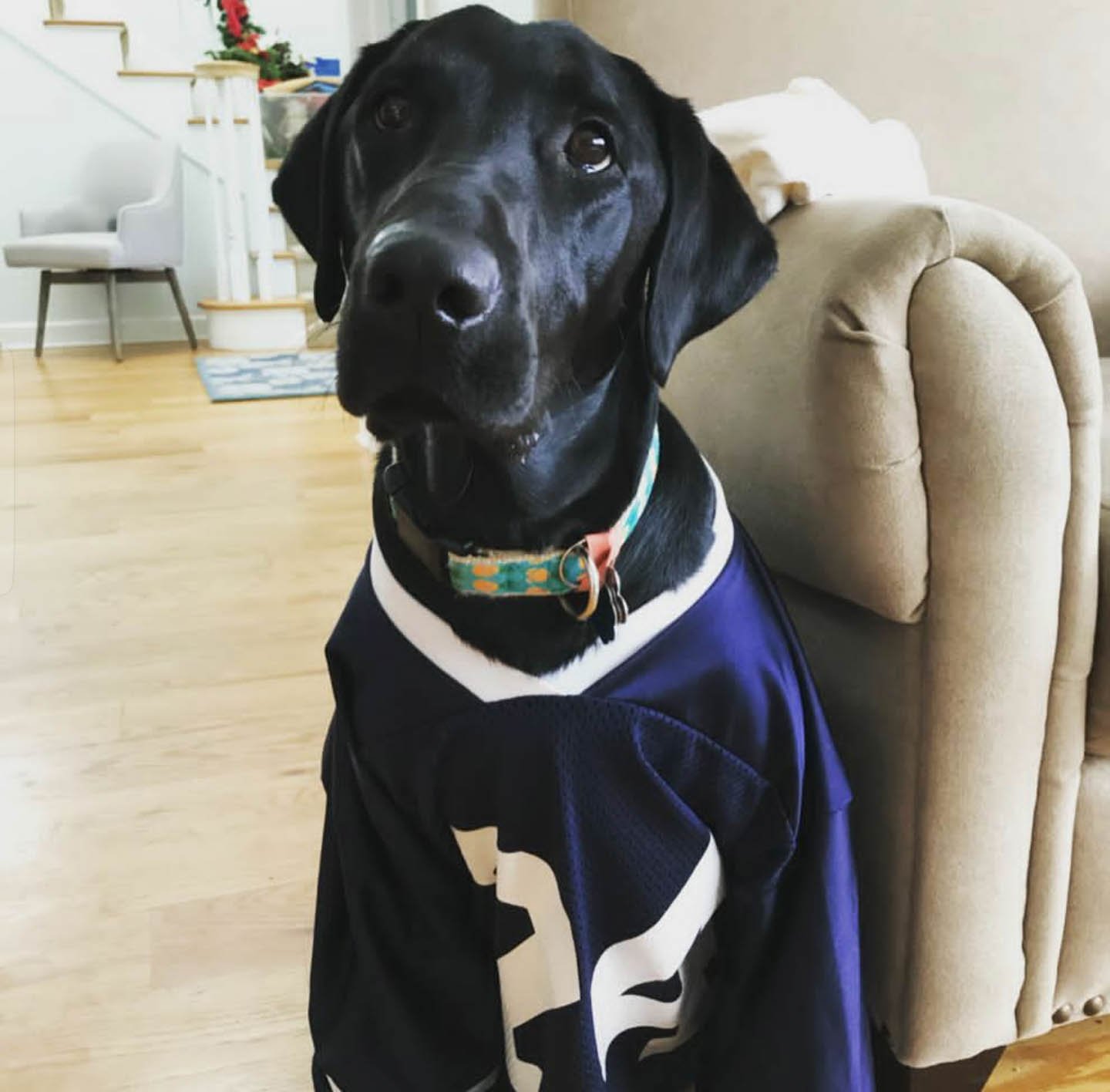 penn state dog jersey