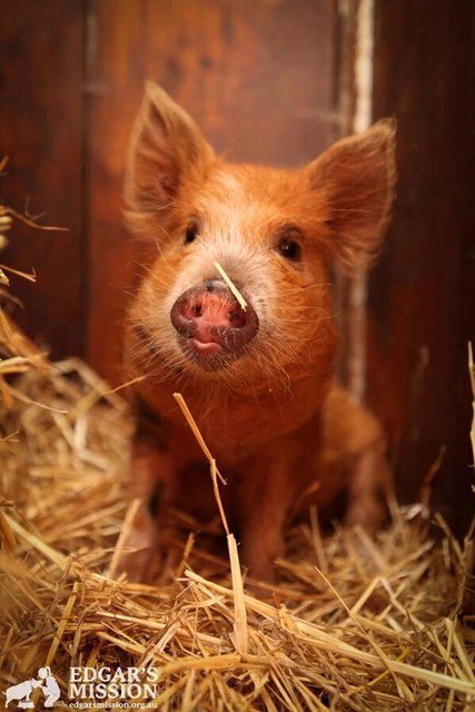 Daily_Pigs tweet picture