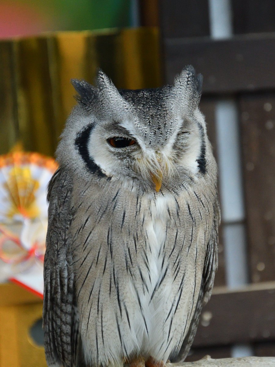 鳥垢 Twitterren 細くなるフクロウで有名な助手の方 アフリカオオコノハズク お正月らしいおめでたいバックに展示されていました ウィンクっぽく撮れました アフリカオオコノハズク ウィンク 鳥垢 Twitterren 細くなるフクロウで有名な助手の方 アフリカオオコノハズク お正月らしいおめでたいバックに展示されていました ウィンクっぽく撮れました アフリカオオコノハズク ウィンク