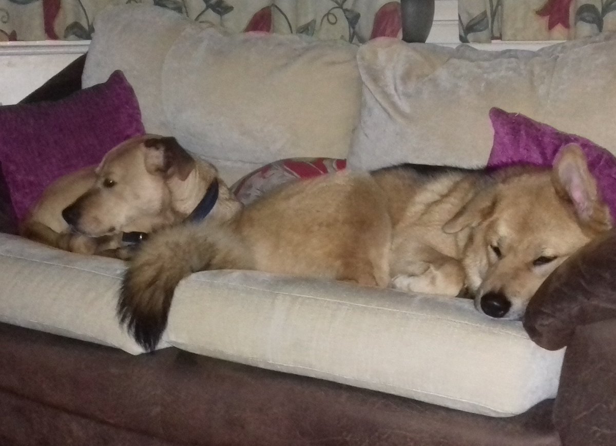 Michell97266527's tweet photo. #dogs #Chilling https://t.co/sEpTQ56jEI