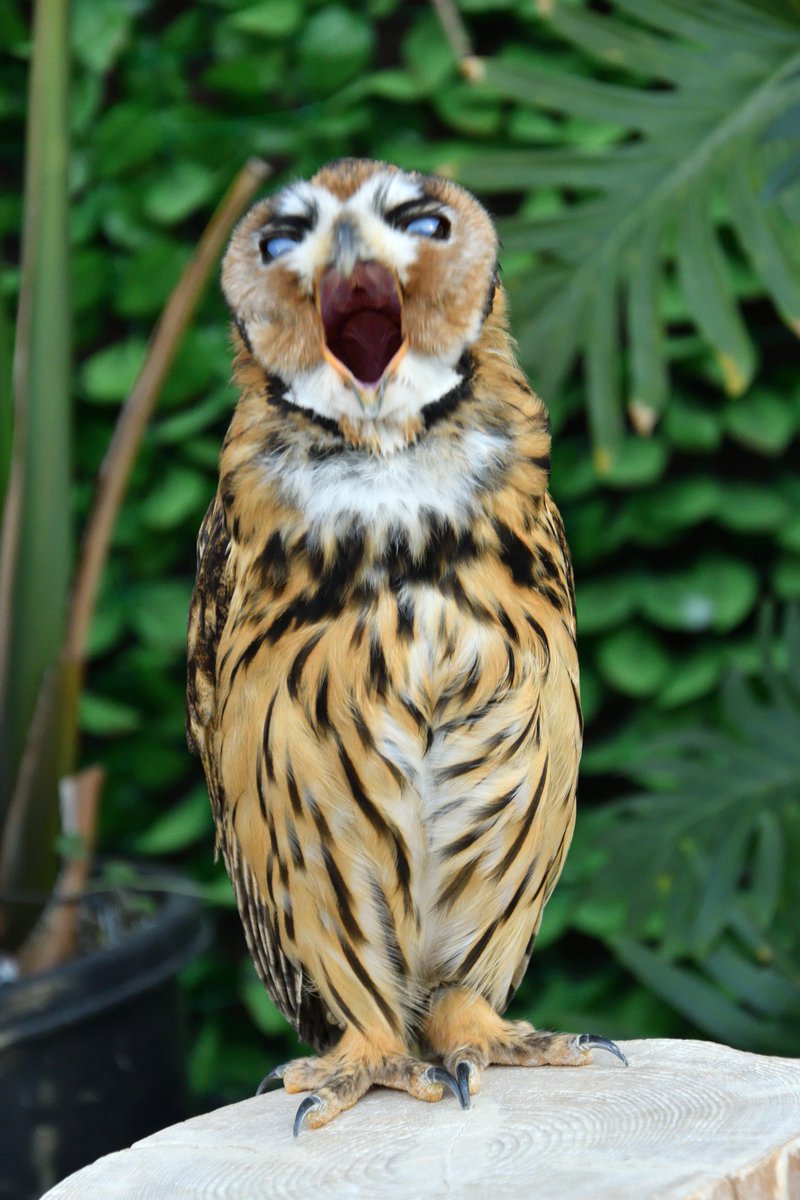 鳥垢 Twitter પર すごい顔であくびするウサギフクロウ すまし顔からは想像できないくらい大きい口です 色合いとかフォルムとかとても好きです 変な顔で撮影してゴメンナサイ ウサギフクロウ 掛川花鳥園