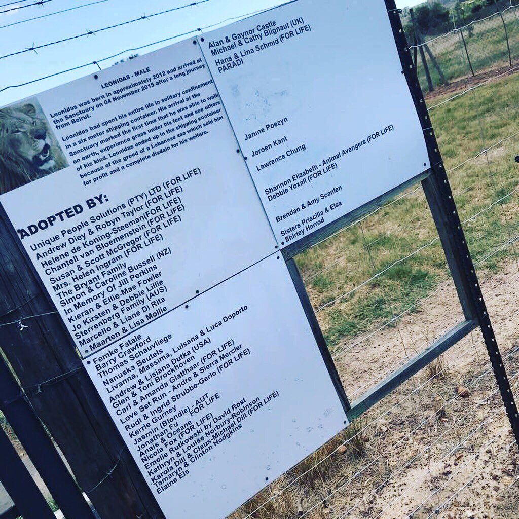 SunnyLeone's tweet photo. Went to see lions who have been severely abused and saved here in Cape Town. Unbelievable to see the care into making them feel safe from human predators!! Humans can be so so mean! https://t.co/RJZhXH2tJ3