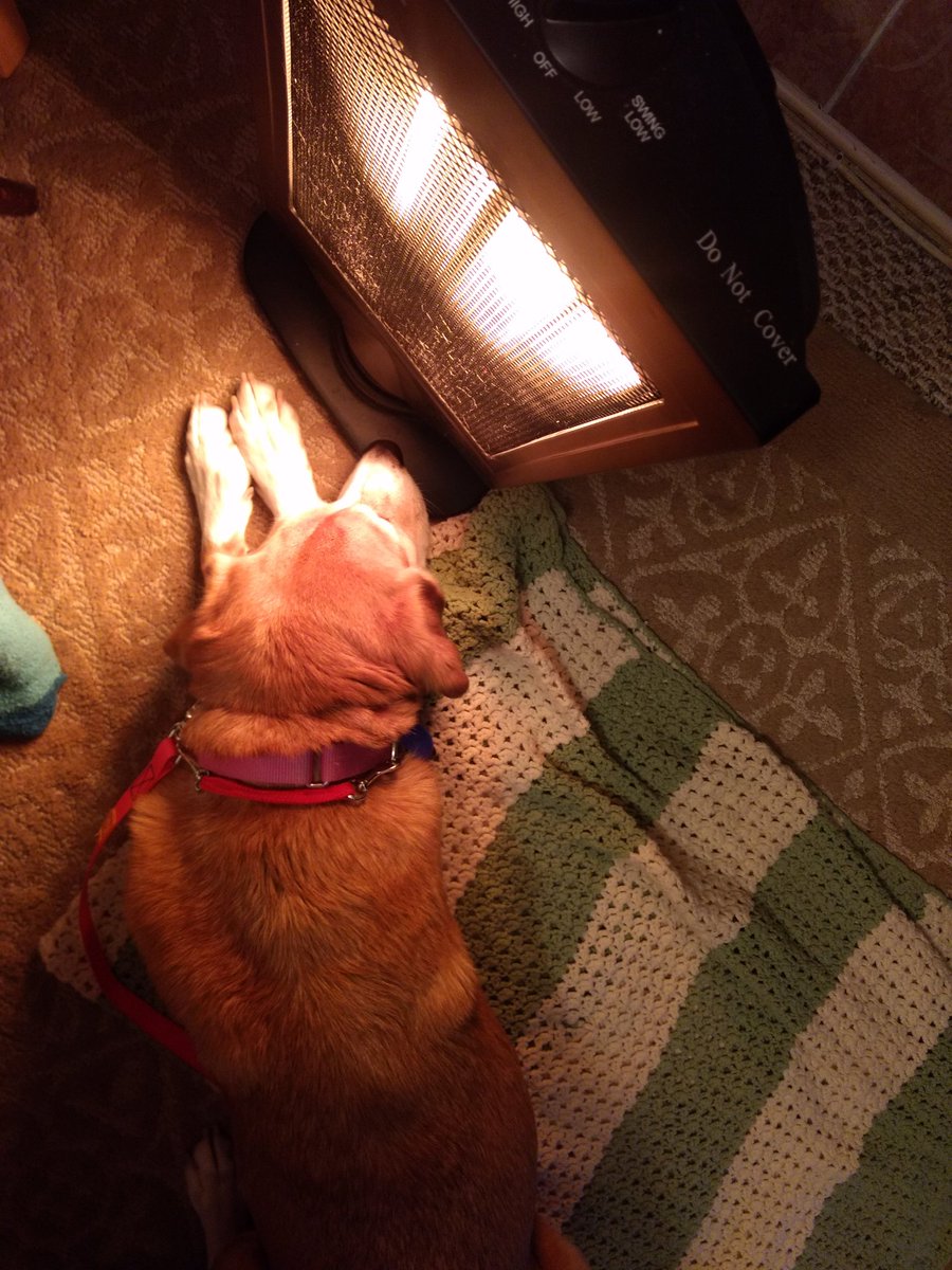 Paintbrush_Tail's tweet photo. It's so #cold! And I'm not even up North anymore! Thank goodness for people who #bundle me
#winterdog #cozydog #fireinabox
โ๏ธ๐ถ๐ฅ๐
@IngloriousDogs @dogcelebration @puppy_snuggles @dogluvas @dogandpuplovers @AnimalsGalore @capitalweather https://t.co/cxvKpzMAFh
