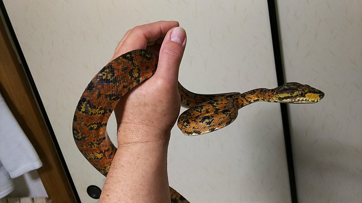カトちゃん家 ち カトちゃんペッ 男はつらいよ 漢は 売り ワシん家 のcbメイン 14 11 国内 我が家 Cb アマゾンツリーボア ペア 販売します 3年飼い込み 繁殖可能アダルトsize 雄 トリカラー 雌 ガーデンフェイズ 100 000 カトちゃん家 ち カトちゃんペッ 男はつらいよ 漢は 売り ワシん家 のcbメイン 14 11 国内 我が家 Cb アマゾンツリーボア ペア 販売します 3年飼い込み 繁殖可能アダルトsize 雄 トリカラー 雌 ガーデンフェイズ 100 000