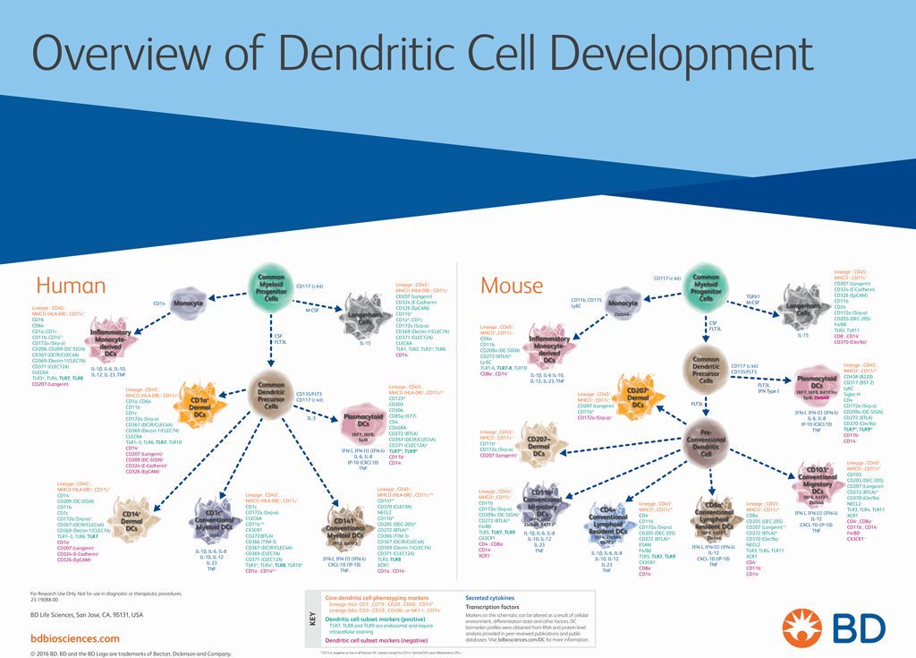 Explore different #DendriticCell lineages and subsets in humans and mice: ow.ly/9Erv30fpl6w