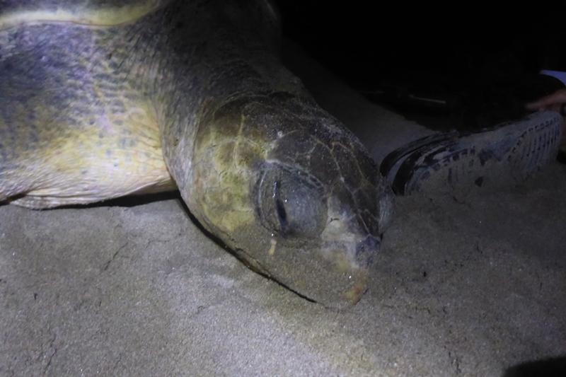 OCEARCH's tweet photo. Olive Ridley turtles π’ Venus (Yellow), Coral (Orange), and Faith (Red) are up and pinging this morning! #TAMUTurtles https://t.co/wbQ1RKp9ht