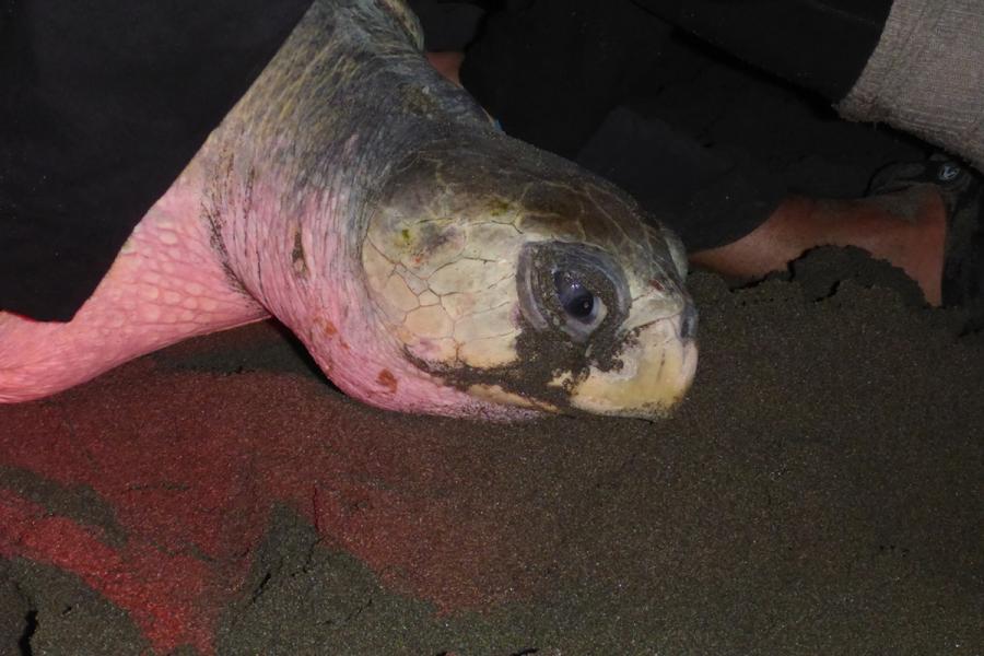 Olive Ridley turtles 🐢 Venus (Yellow), Coral (Orange), and Faith (Red) are up and pinging this morning! #TAMUTurtles