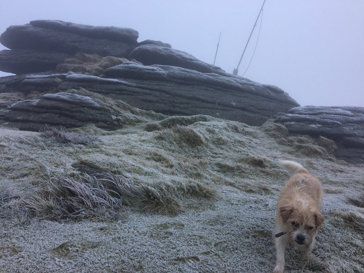 Pokehampton_'s tweet photo. Frosty morning on top of Yes Tor for the first @OfficialTenTors training on @dartmoornpa #shihtzuselfie https://t.co/nrIK2IQVk1