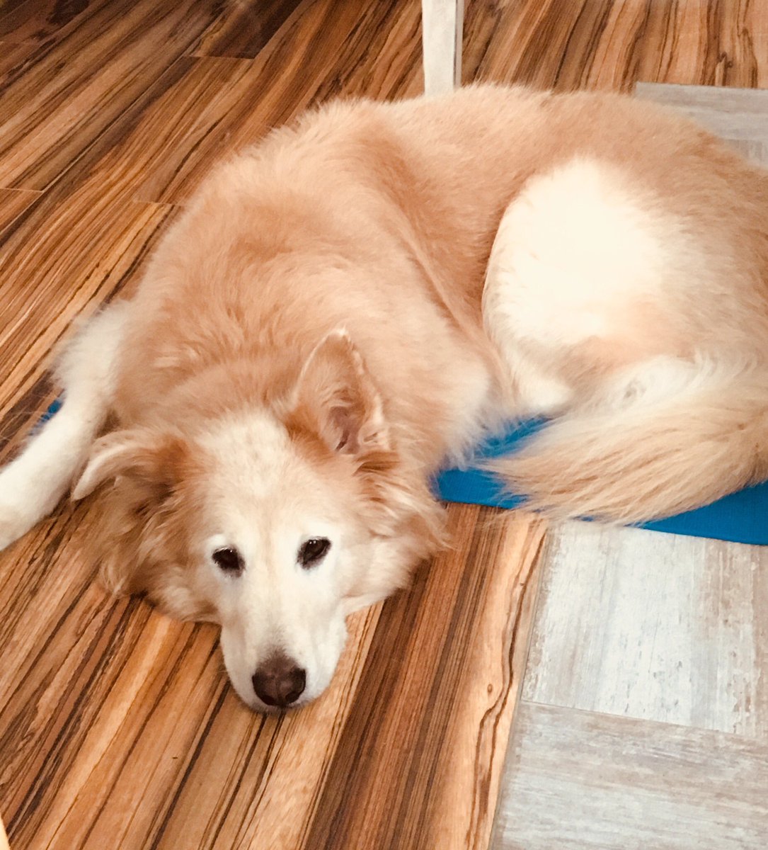 expensive dog beds quirky dog sarah meaghan on twitter expensive dog beds quirky dog sarah meaghan on twitter