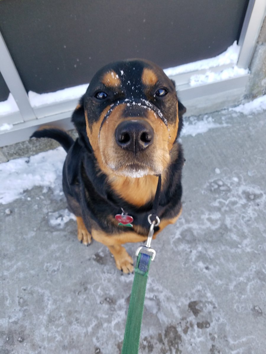 7°/25 mph/-14°
Me: okay, pup, let's go potty.
Jordi: y u no Iditarod with me?