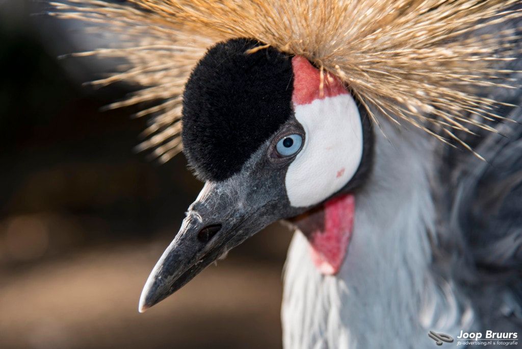 Blue eye via <a href="/joopbruurs/">Joop Bruurs</a> #photography #nature bit.ly/2CXj3UF