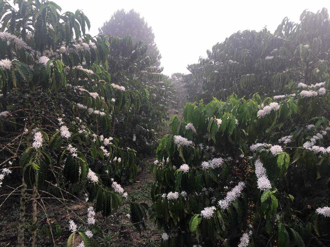 HappiCup's tweet photo. Its that time of thé year 
Coffee blossoms, sweet like jasmine 
Fine robusta Coffee farm
@HappiCup https://t.co/SvtyThGfbX