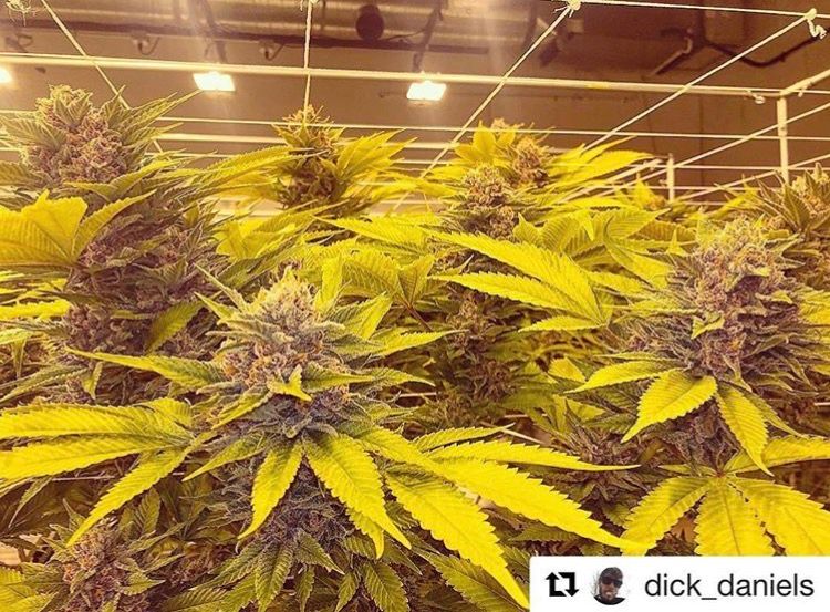HuntsHarvest303's tweet photo. Another gorgeous flower using Hunt's Harvest #SuperSea! #repost @dick_daniels -- This round of Game Changer was the prettiest table of buds I've seen thus far. Nothing but fat purple and green buds through the whole canopy. The photos don't do these girls justice. https://t.co/n0BRpGhgke