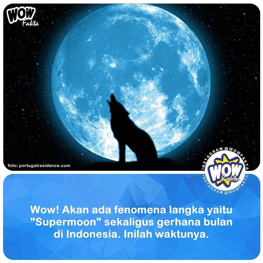 Fakta Faktanya Wow Ar Twitter Https Tco Nsneru74wg Fenomena