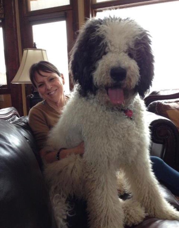 Great Dane Popular Poodle Mixes Great Dane And Poodle Mix Puppies