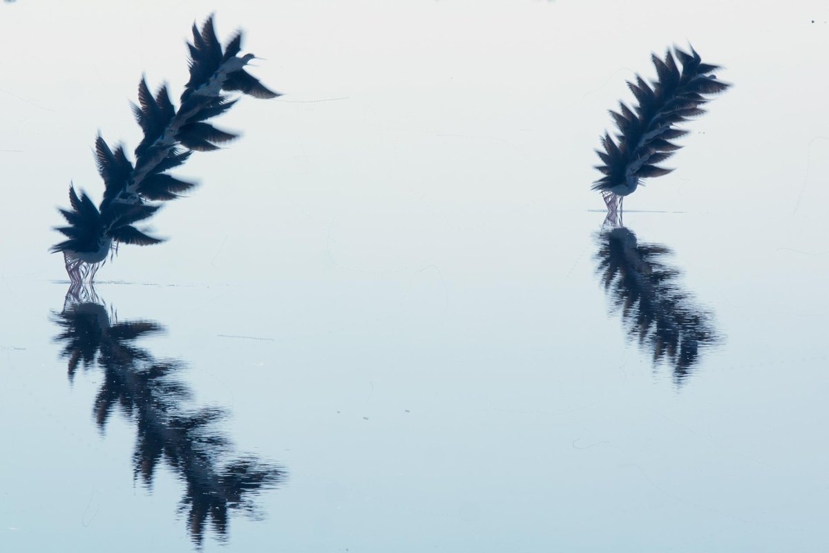 algoritmic's tweet image. A photographer captures the paths that birds make across the sky nationalgeographic.com/magazine/2018/…