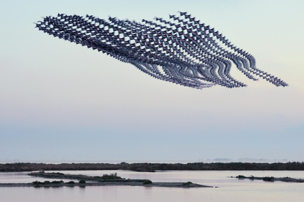 algoritmic's tweet image. A photographer captures the paths that birds make across the sky nationalgeographic.com/magazine/2018/…