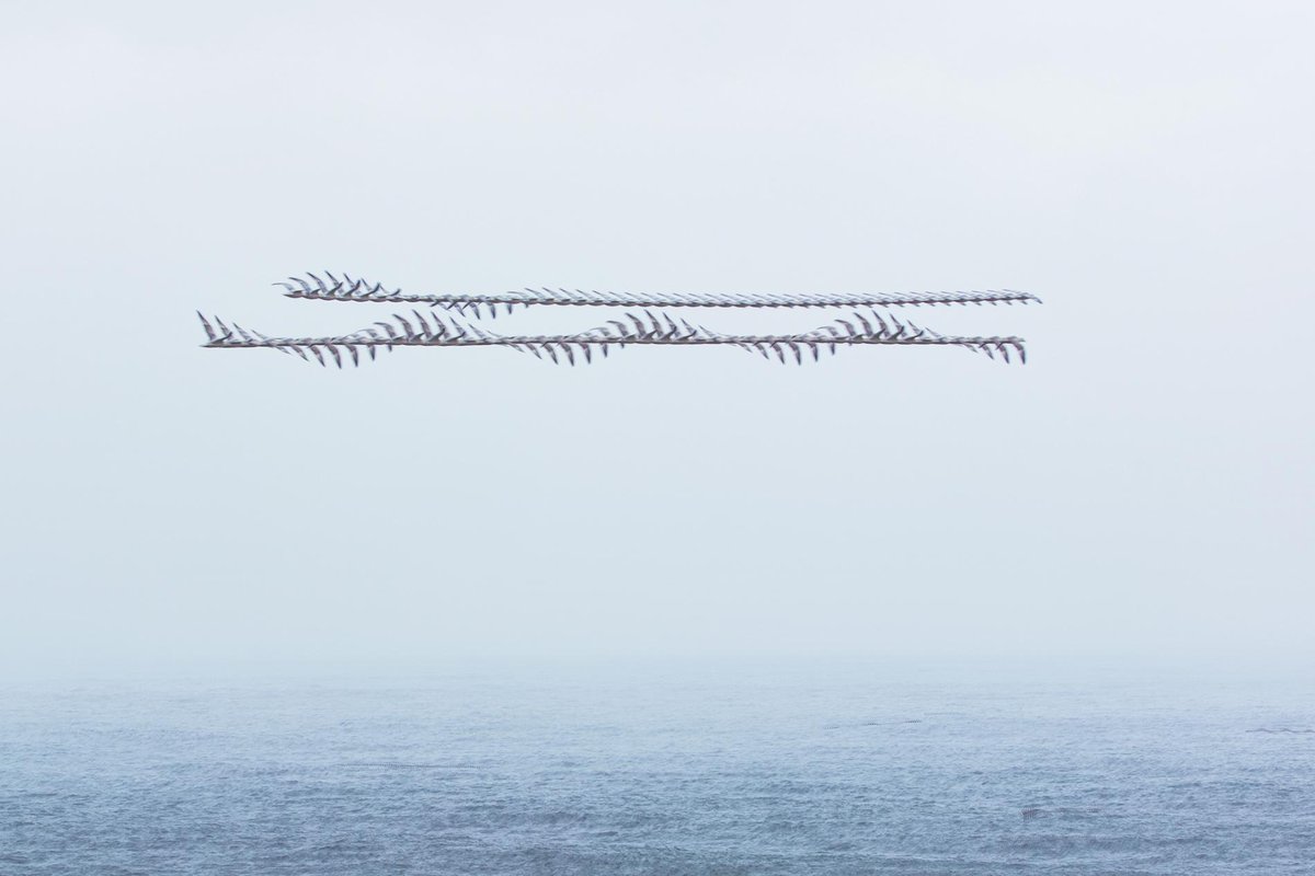 algoritmic's tweet image. A photographer captures the paths that birds make across the sky nationalgeographic.com/magazine/2018/…