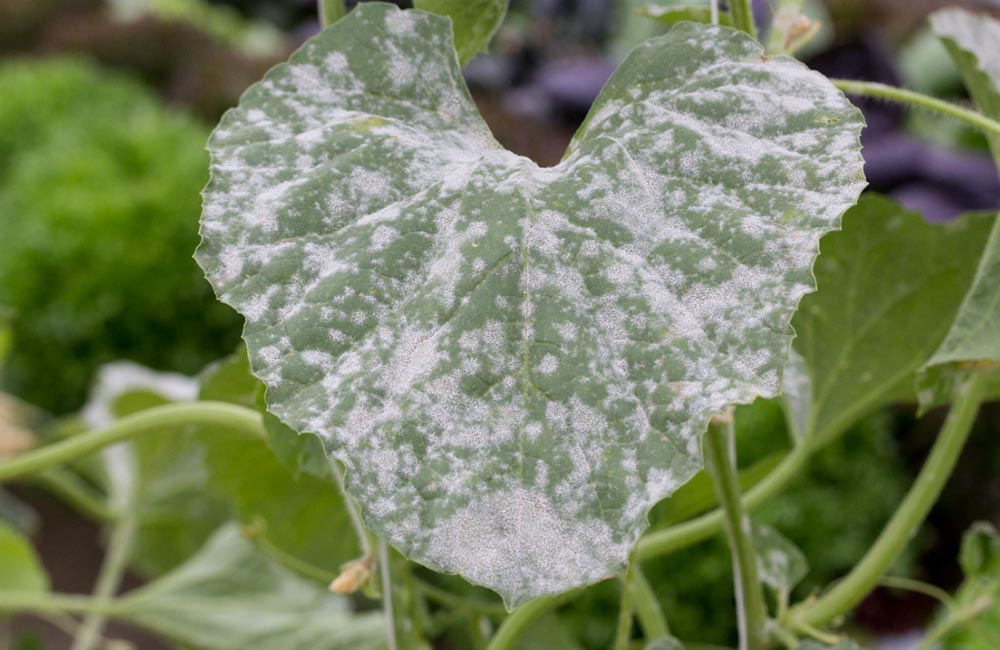 Ложная мучнистая роса огурцов. Белая пятнистость огурцов на листьях. Мучнистая роса на огурцах. Марганцевый хлороз на листьях огурцов. Болезни огурца мучнистая роса.