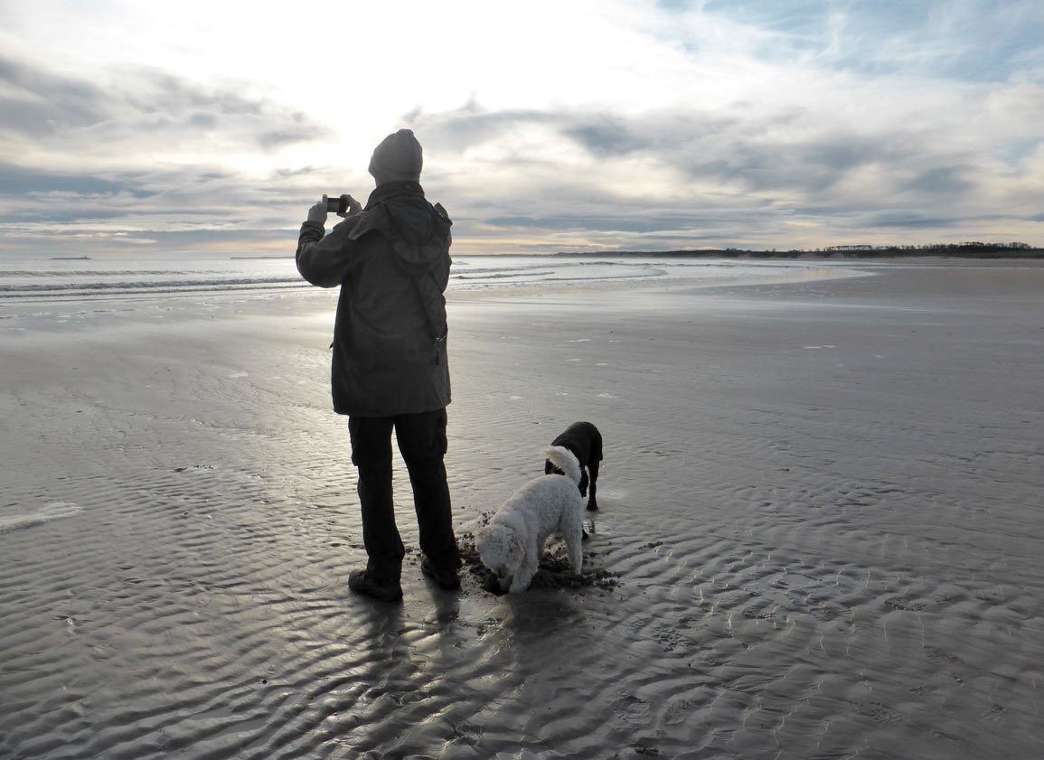 Thehenlady's tweet photo. Daisy dug a mantrap behind her Dad whilst he was distracted #dontstepback #Alnmouth https://t.co/it0n2j9pVL