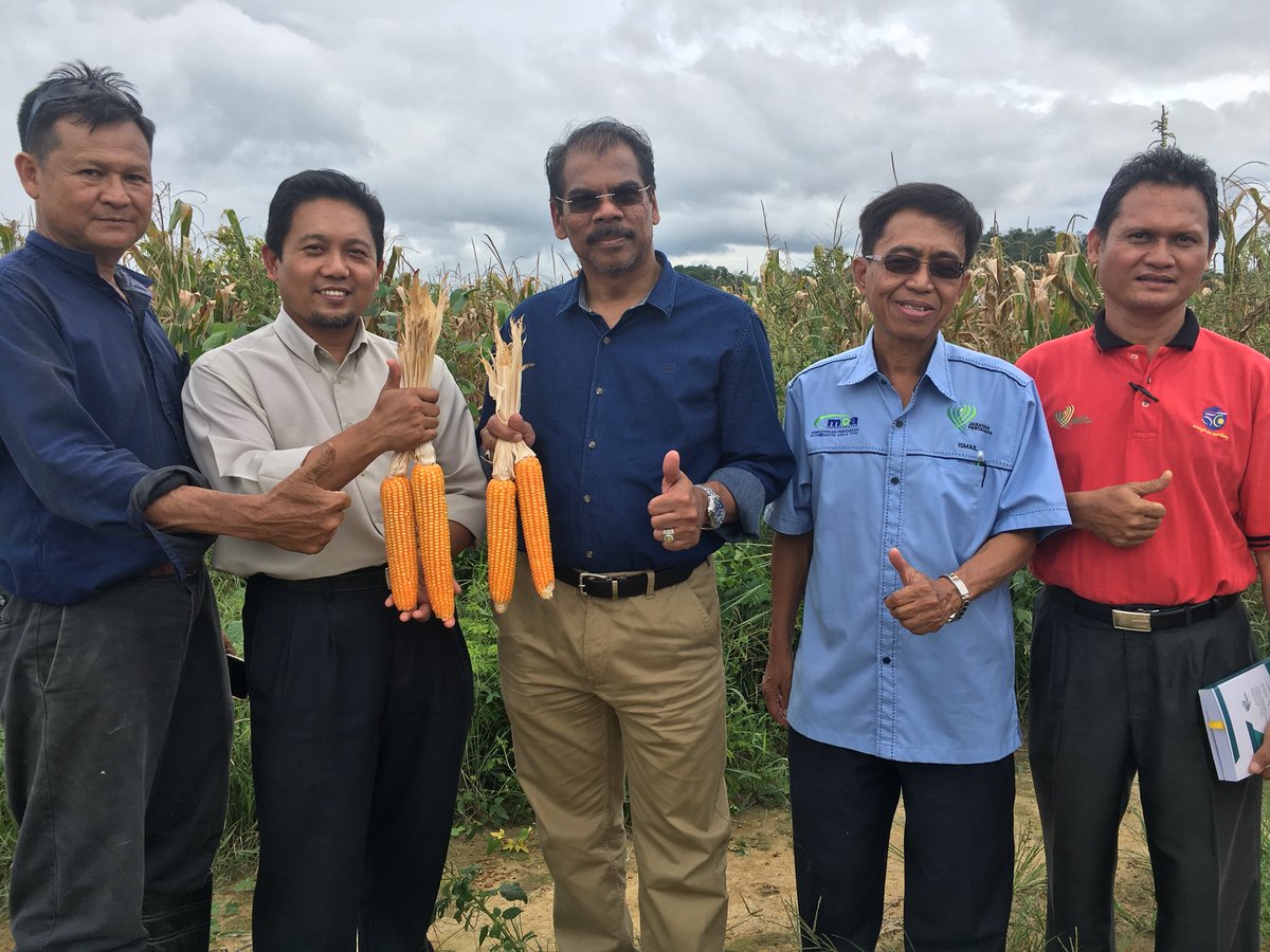 jabarsm's tweet photo. Lawatan ke Projek Jagong Bijian 10 Ha di Ayer Keroh (Usahawan Mr  Lee) bersama PPN Melaka - Sumber Kekayaan Baru Negara bagi makanan ternakan https://t.co/V2E946OgZ1
