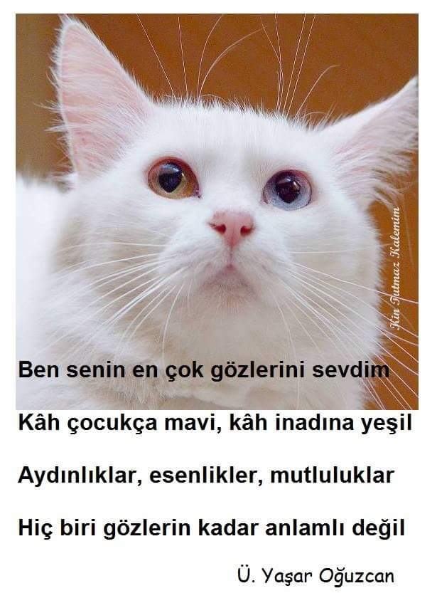 rustemzaloglu's tweet photo. @MUTLUMU75706026 👏😊👍 https://t.co/iBNsPsk6Fa