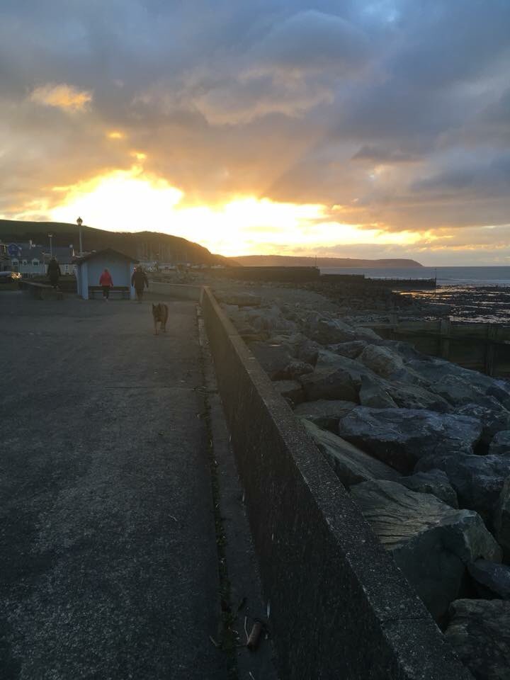 orlaguidedog's tweet photo. Managed another walk #Faberaeron around harbour shops and back along Prom where I had to face an amorous GS #NotTalkingToYou 👑 https://t.co/0SVuhrKUoU