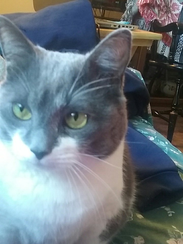 BeccaQ21's tweet photo. She loves me #my familiar as my dad calls her lol https://t.co/yXKqUbCPXV