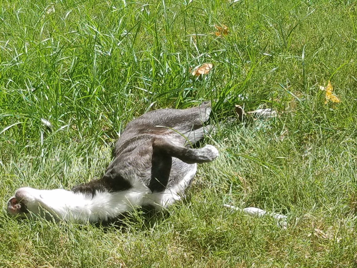 HSCYAP's tweet image. #HSCAlumni Update

This pup is certainly enjoying his new home, including his parents bed. Happy snuggling!