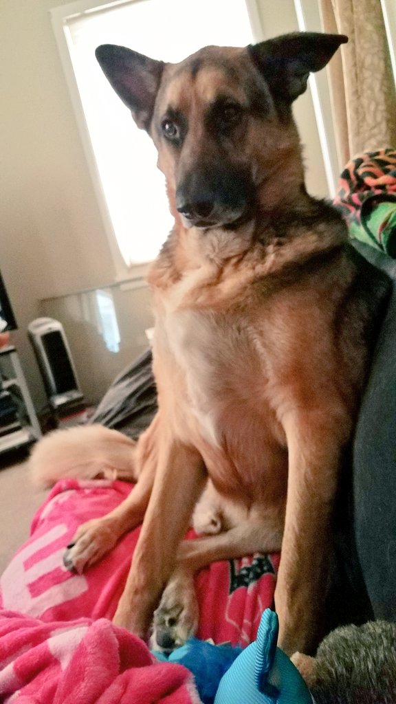amore_2893's tweet photo. This was my dogs face when I just ate the last French fry without sharing with himπ #sorrybud #dailydiesel #GermanShepherd https://t.co/afSBnt5B3P