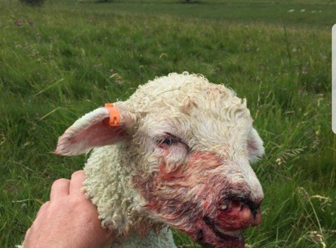 Time to flood twitter with as many harrowing photos as possible of dead/savaged sheep/lambs as possible. It may not work but it could implant some thought into the dog owners grey matter