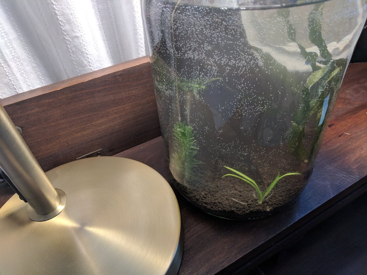 RaccoonAquatics's tweet photo. So I did something today. #fishtank #jar #jaraquarium #walstad #walstadmethod ##plantedtank #plantedaquarium #aquariumplants #raccooncreek https://t.co/dVV2C7uOAD