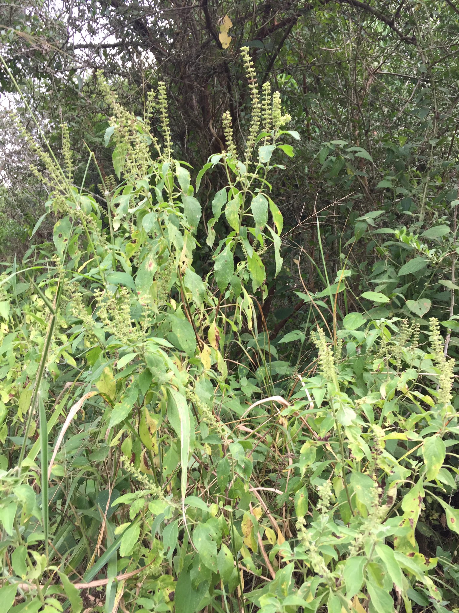 Winnie Byanyima on Twitter "Finally, Moses & I stopped 2 absorb the