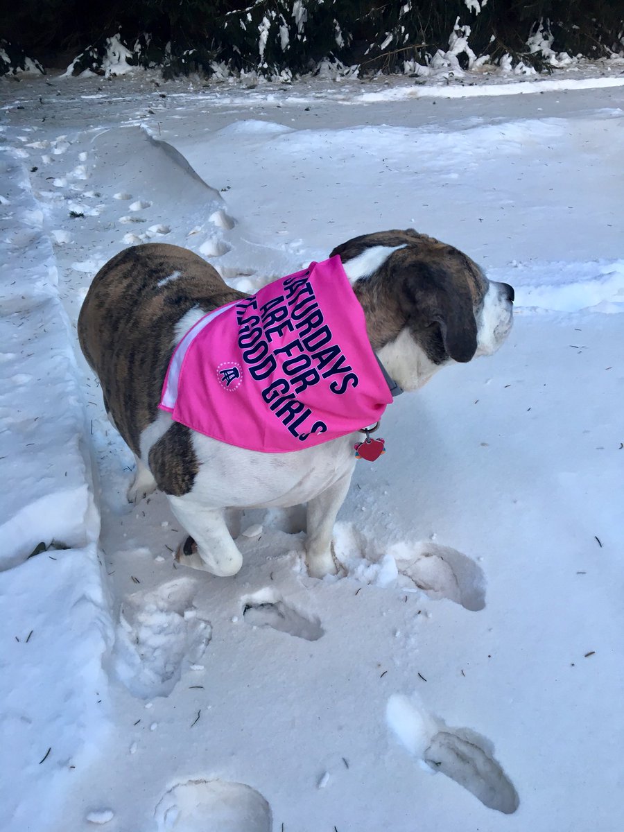 pitchplz31's tweet photo. Saturday’s are also for the good girls 🐶 #SAFTB @vivalastool #viva https://t.co/pzQIeWrxBr