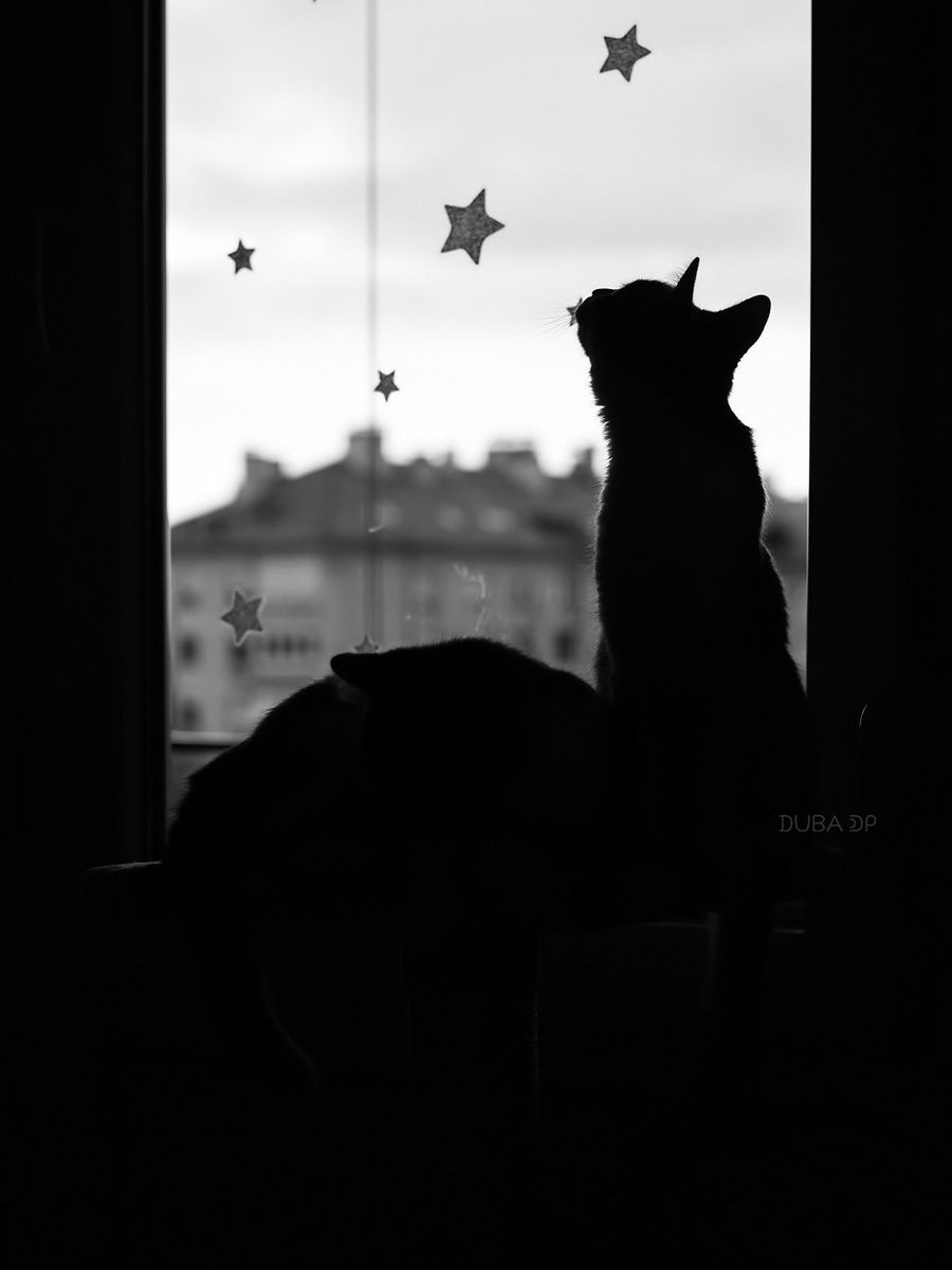 duba912's tweet photo. reaching for the star 🐱🌟#cats #CatsOfTwitter #Stars #silhouette #window #pets #photography #blackandwhitephotography https://t.co/rVkNt5VyFj