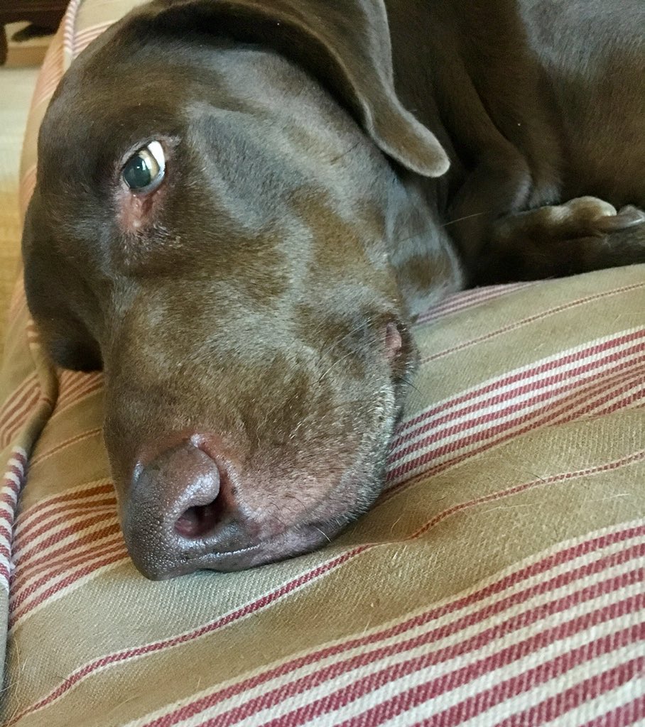 TheOldPostRoad's tweet image. Same in my neck. of the woods. will just snoozle. instead. #icanholdit