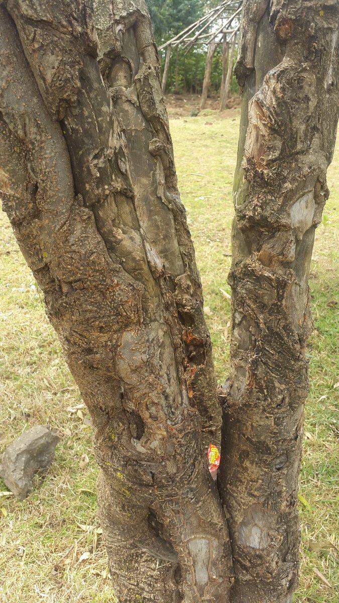 DrLumala's tweet photo. Trees remain valuable for many. The bark for this particular one is quite valuable for its ability to cure various ailments. ..locally known as "kumusikhu"! #ConserveTrees #UniversalHealthCare https://t.co/0NoxbzeriI