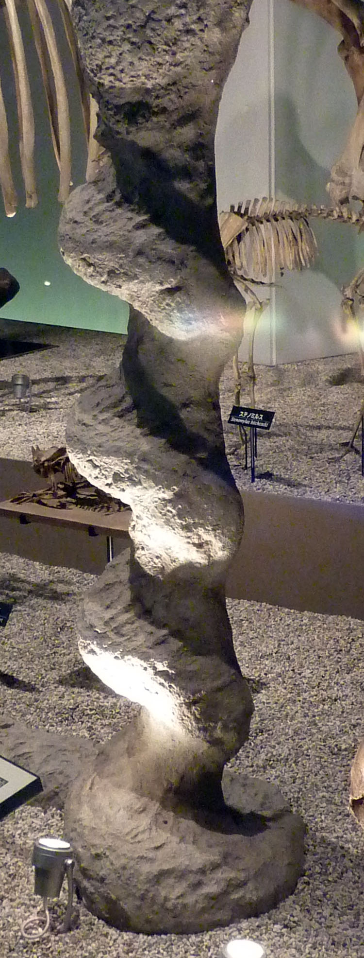 John Nudds on Twitter "The peculiar spiral burrow (Daemonelix) known