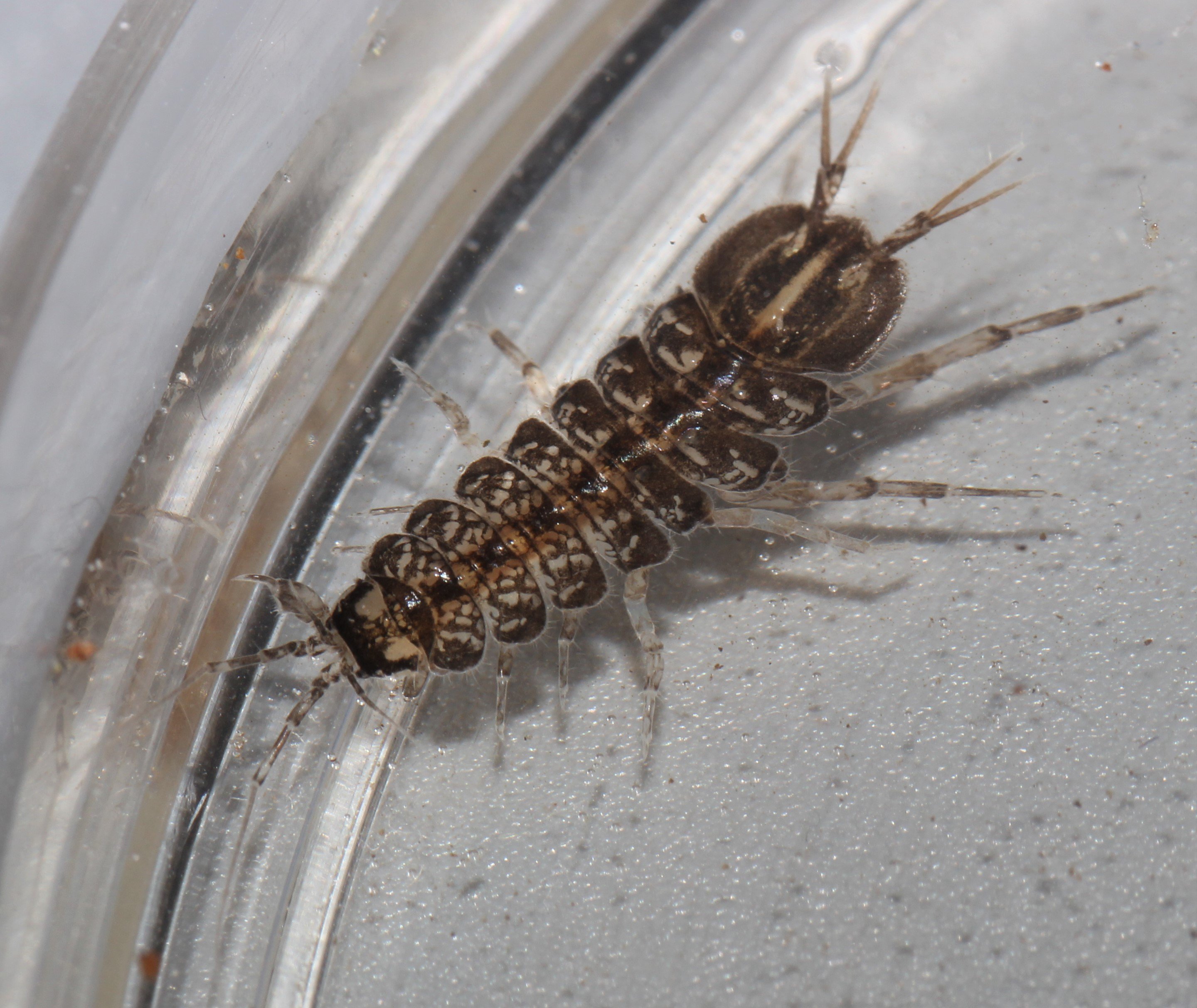 Two-spotted Water Hog-louse