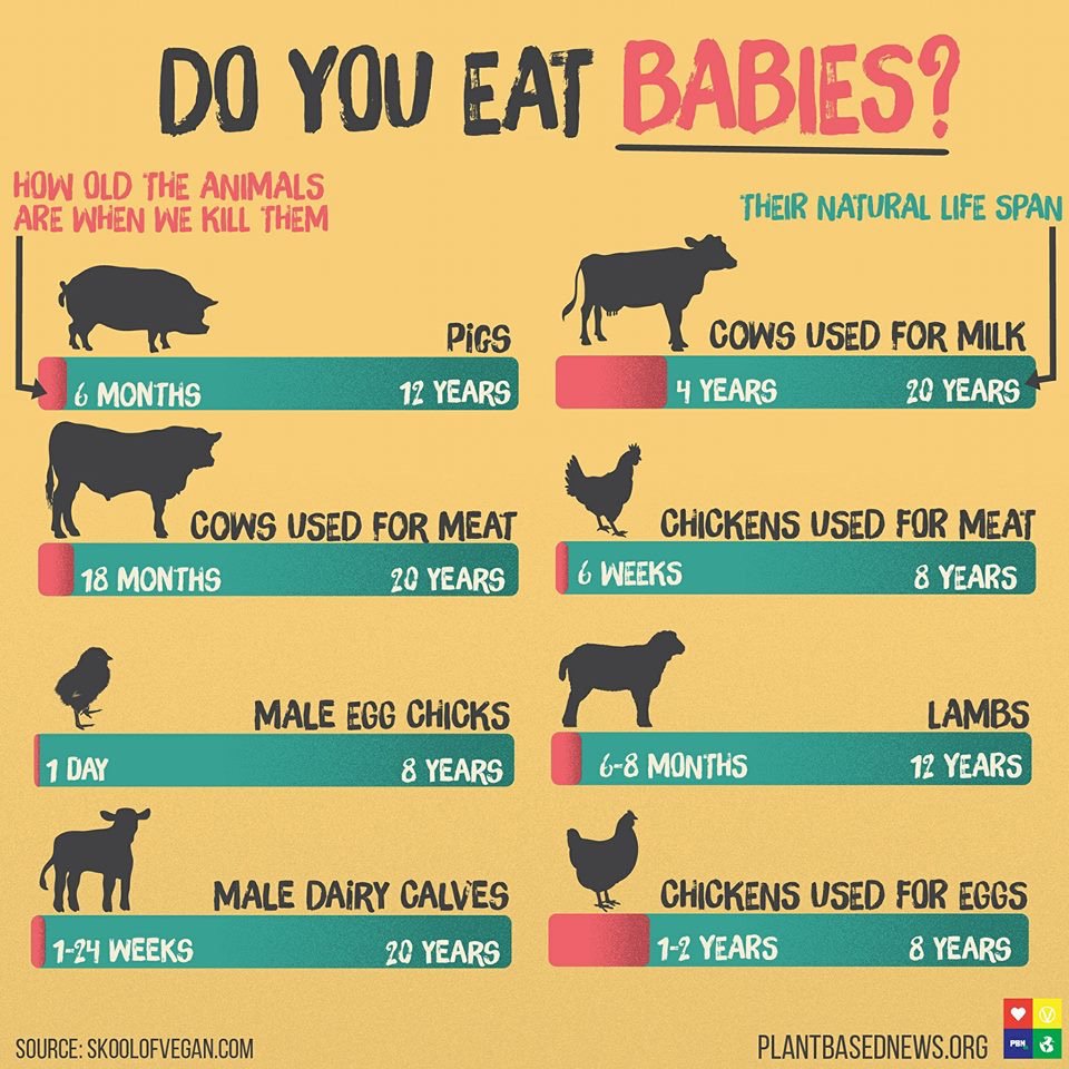 Eat Vegan Already On Twitter Average Age Of Farmed Animals At Slaughter Https T Co Gmzdbilu4b Twitter