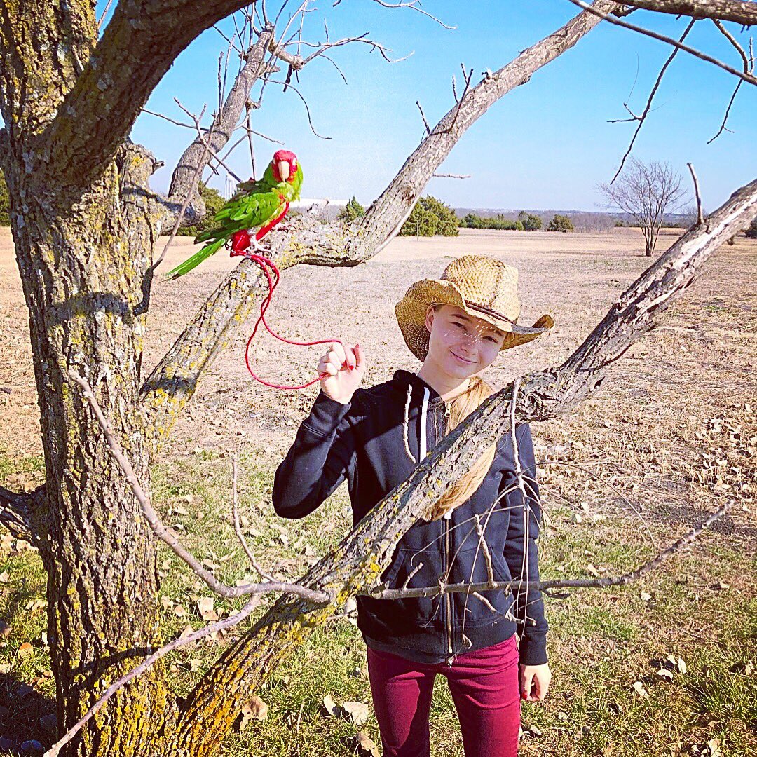 tracicarroll_'s tweet photo. Kona & Alyssa are enjoying life in the new home! 👩🌾☀️🏠#tracicarroll #loveyourparrot #kona #alyssacarrollthebirddiva #birddiva #cherryheadconure #cherryhead #redmaskedconure #redmasked #conures #parrots #texas #farmersville #lovelife #sunnyandwarm #enjoyinglife https://t.co/Mg9E5zISPI
