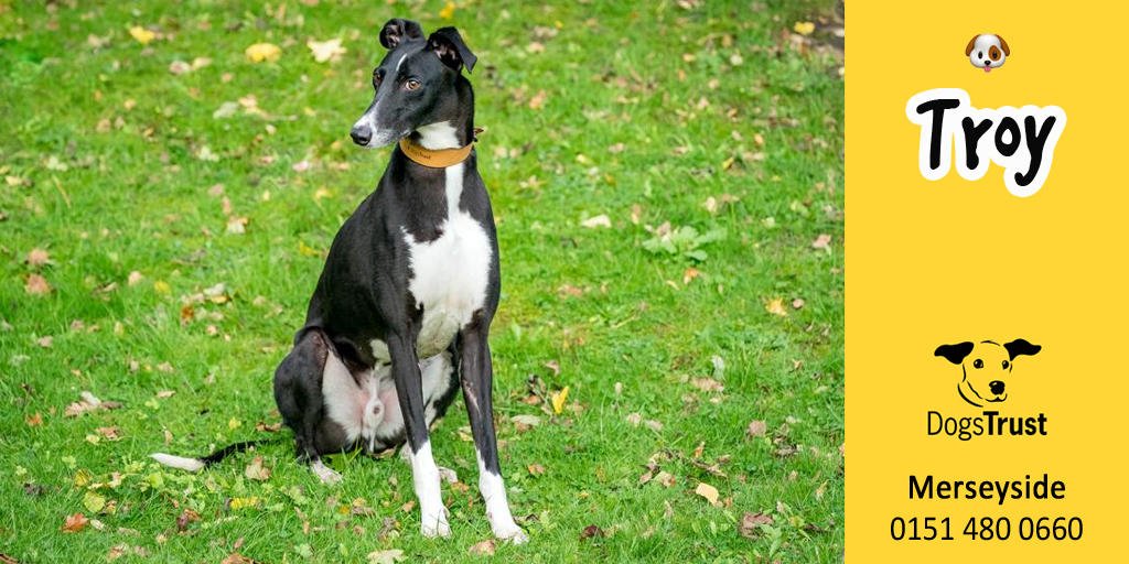 DogsTrust's tweet image. Lurcher Troy @dt_Merseyside is a smashing lad who was decribed as having "impeccable manners" by his foster carers! Troy is a fan of country walks and happily leads the way, exploring with confidence. 🐶
Online profile 👉 fal.cn/qFk2 #adogisforlife