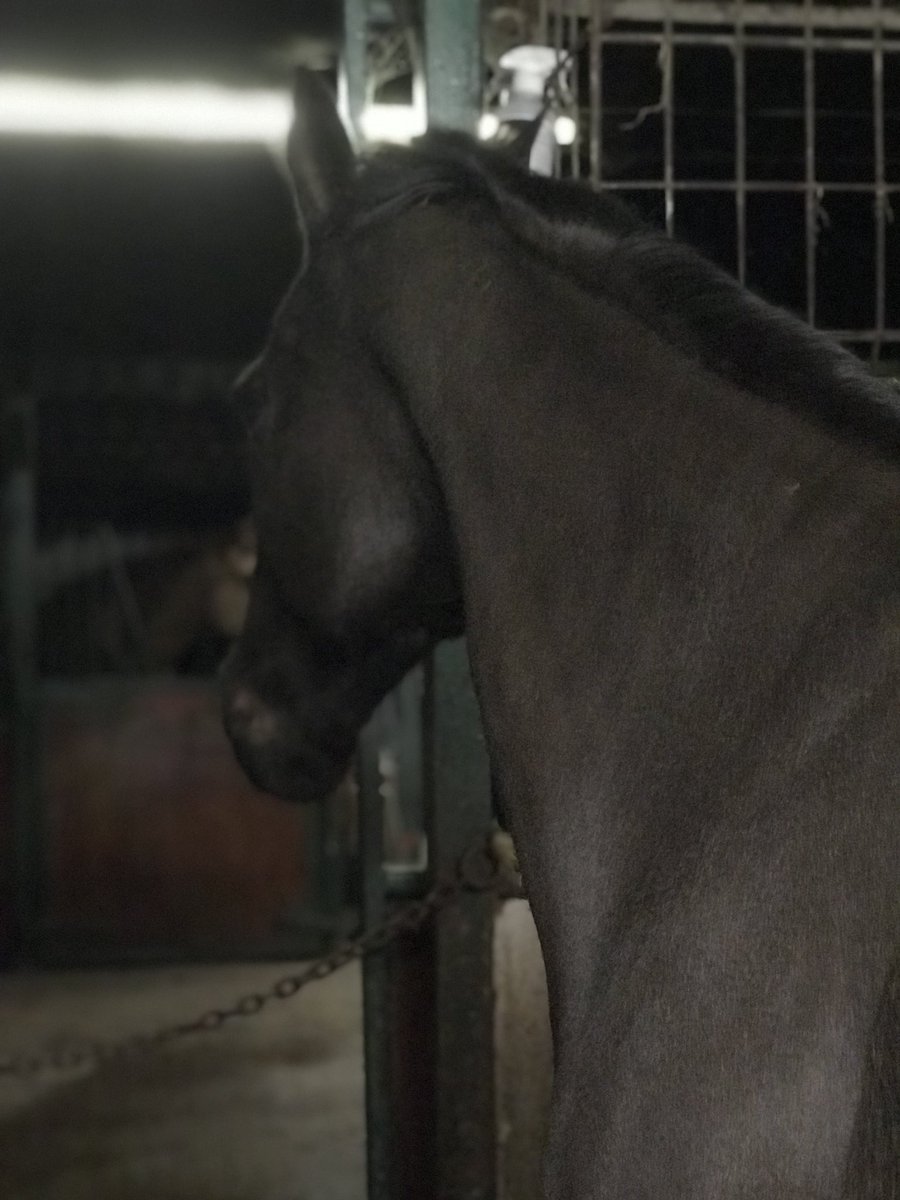 Show us your #veteranhorses using this hashtag