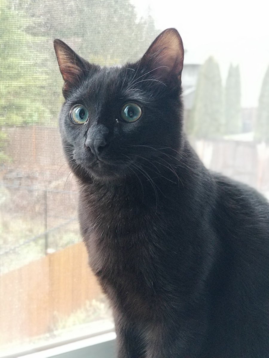 LifeOfOneBlack1's tweet photo. Hello, my name is Barsik!#blackcat #kitten #hellokitty #myfirstTweet #cuteanimals #ilovecats https://t.co/Xkg2ibeqqA