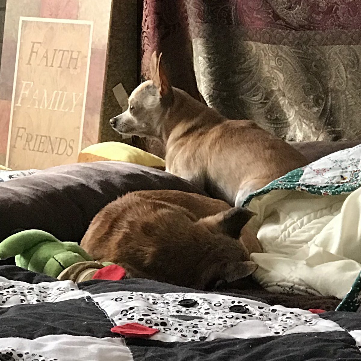 TheDavisRescues's tweet photo. My sisters wanted to go outside but Jackman and I decide it was too cold and we are hanging in the sunshine from inside - #Rookie #chihuahualife #athensal #northalabama #rescuelife https://t.co/fjQ1TqIdl6