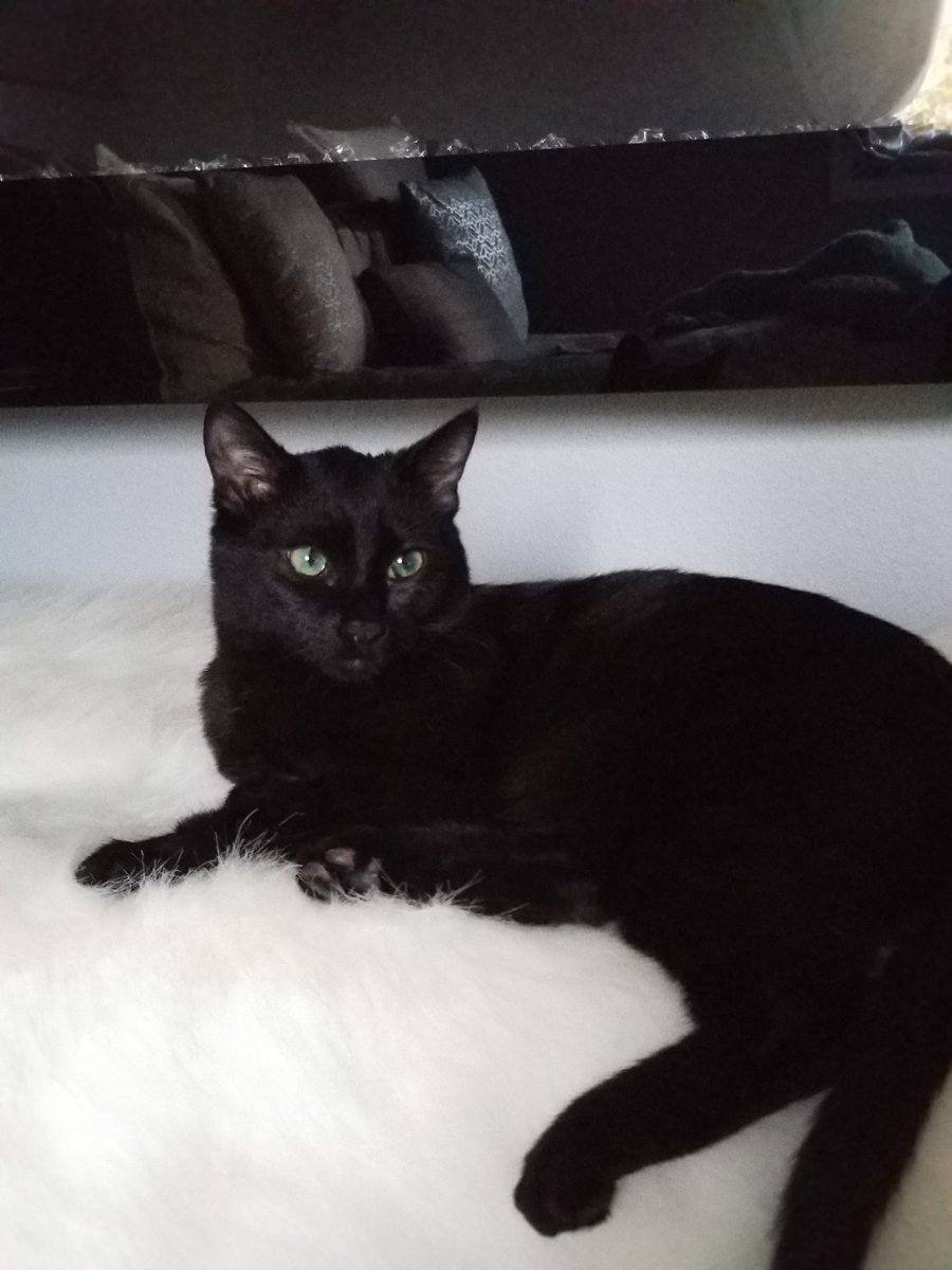 LifeOfOneBlack1's tweet photo. I like to pose. #blackcat #chilling #kitten #catlife #cuteanimals #cat #catsagram #ilovecats #poser https://t.co/cWaujIW8f8